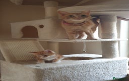 Domestic Shorthair cats for sale: Ginger kittens  - Image 5