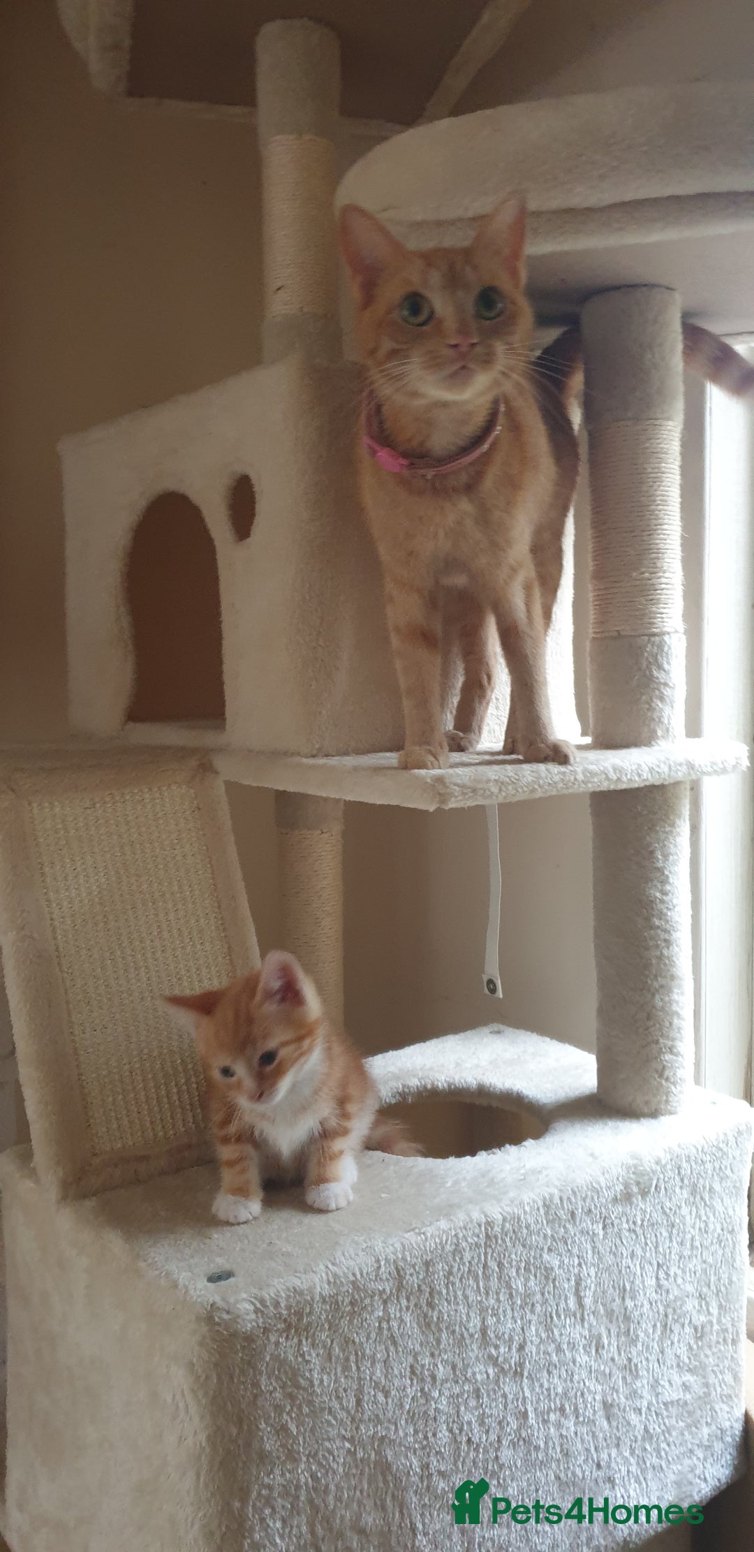 Domestic Shorthair cats for sale: Ginger kittens  - Image 5