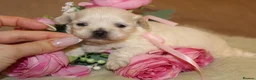 Maltipoo dogs for sale: True Mini Maltipoo F1 Puppies – Babyface Girls - Advert 18