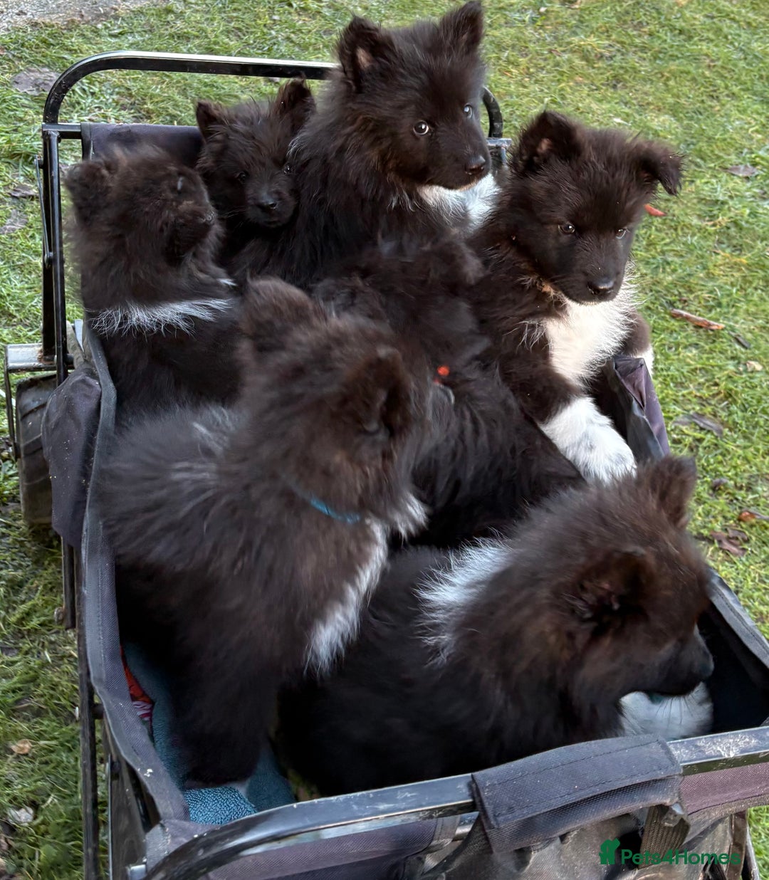 Mixed Breed dogs for sale: Belgium Shepard x Samoyed puppies - Advert 2