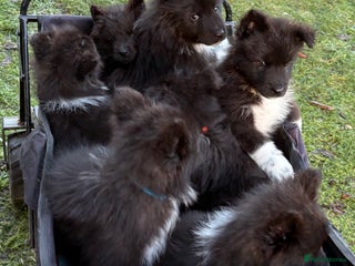 Mixed Breed dogs Belgium Shepard x Samoyed puppies - Advert 11