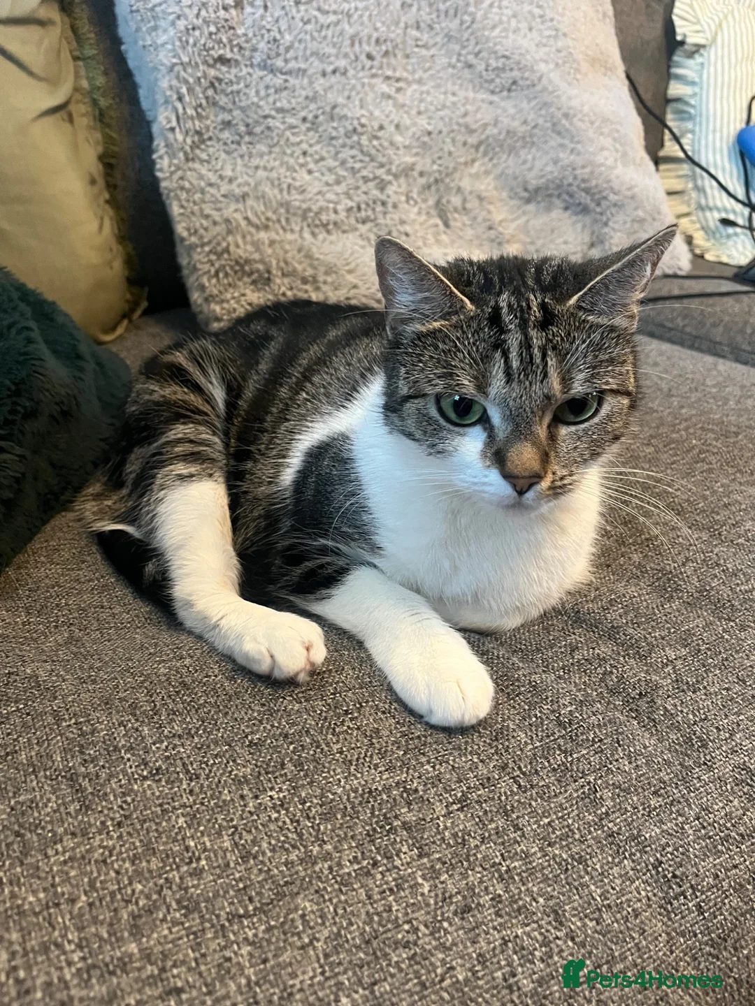 Domestic Shorthair cats for sale: Beautiful Cat needs forever home  in Hull - Advert 2