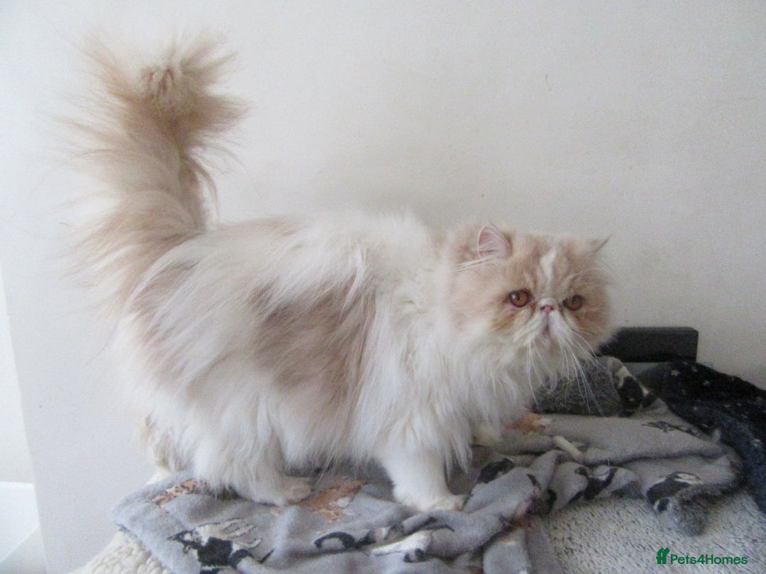 Persian cats for sale: Adorable Pedigree Persian Female Available Now - Image 12