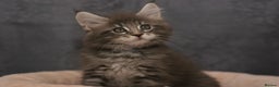 Maine Coon cats for sale: Mainecoon kittens TICA REGISTERED stunning - Advert 33