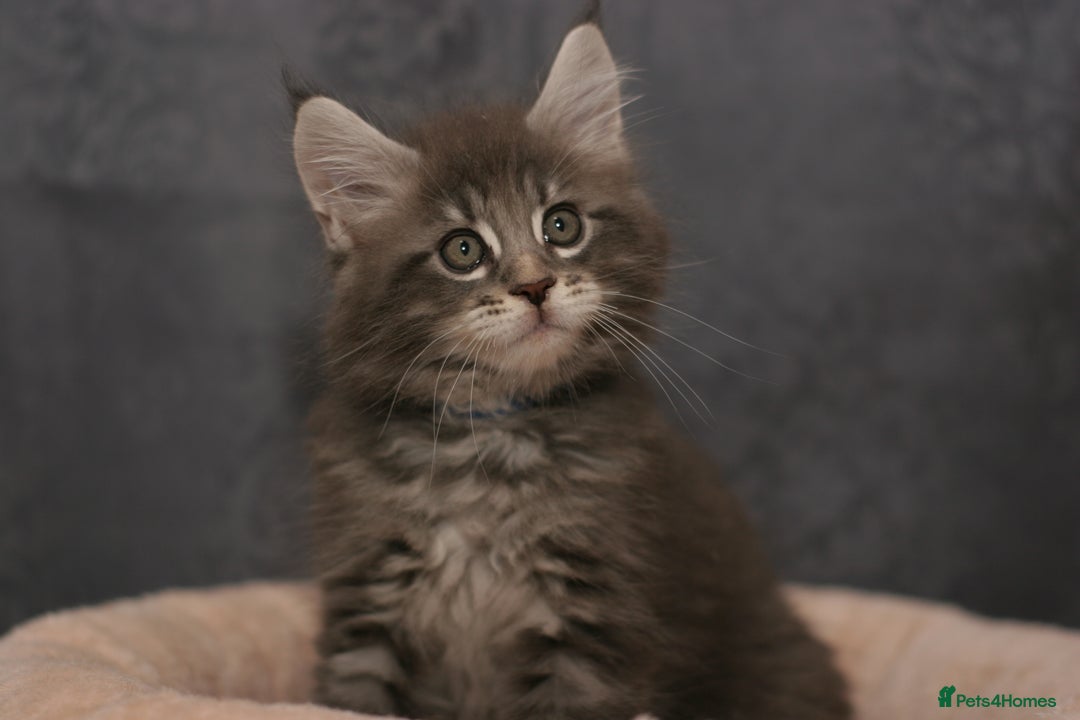 Maine Coon cats for sale: Mainecoon kittens TICA REGISTERED stunning - Advert 33