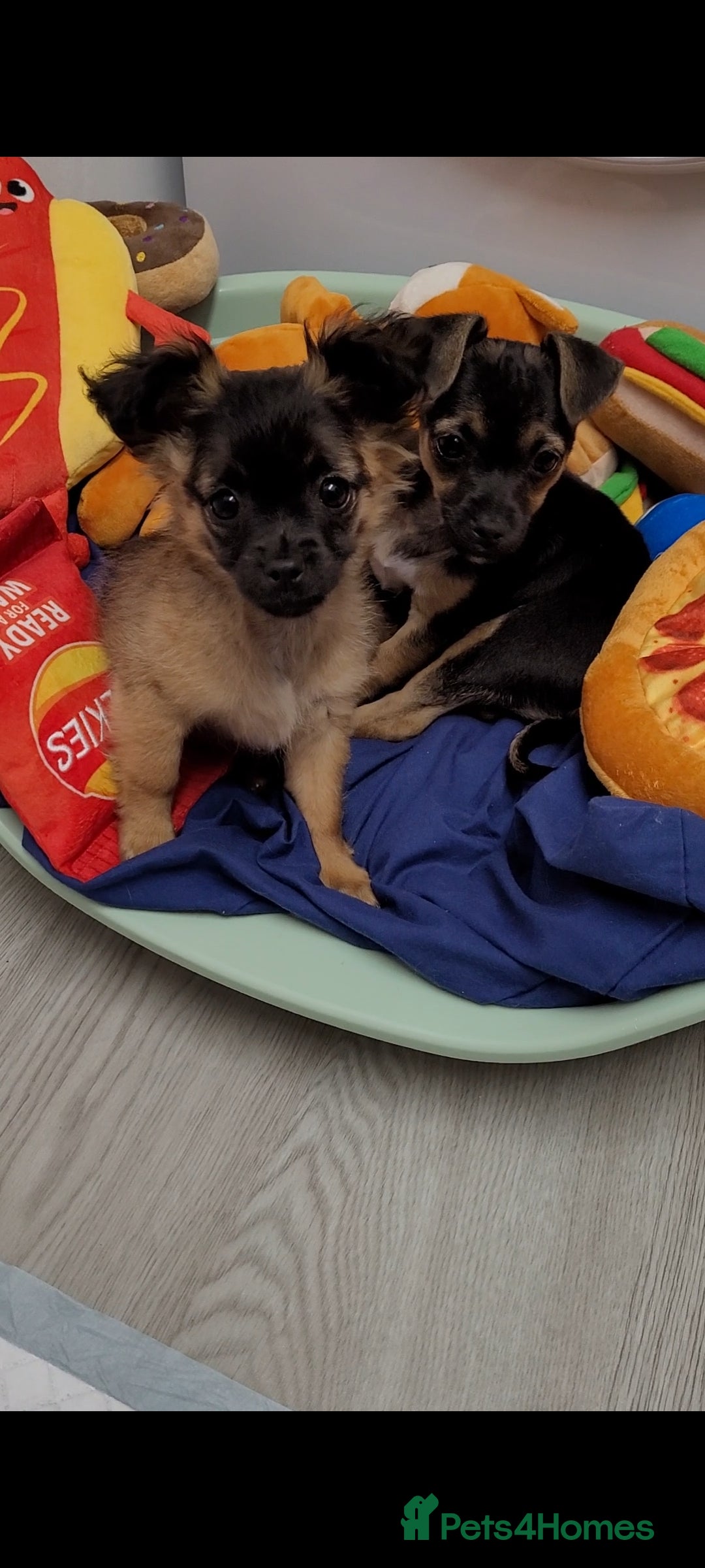 Mixed Breed dogs for sale: Chihuahua x jack males - Image 5
