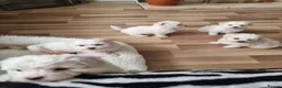 Bichon Frise dogs for sale: BICHON FRISE - Advert 8