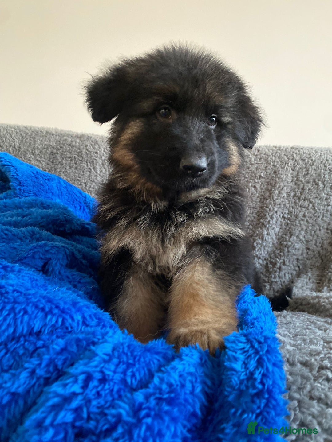 German Shepherd dogs for sale: KC Health tested long coat German Shepherd  - Advert 6