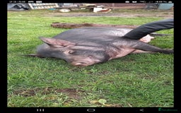 Pig livestock for sale: Ronnie and reggie  - Image 18