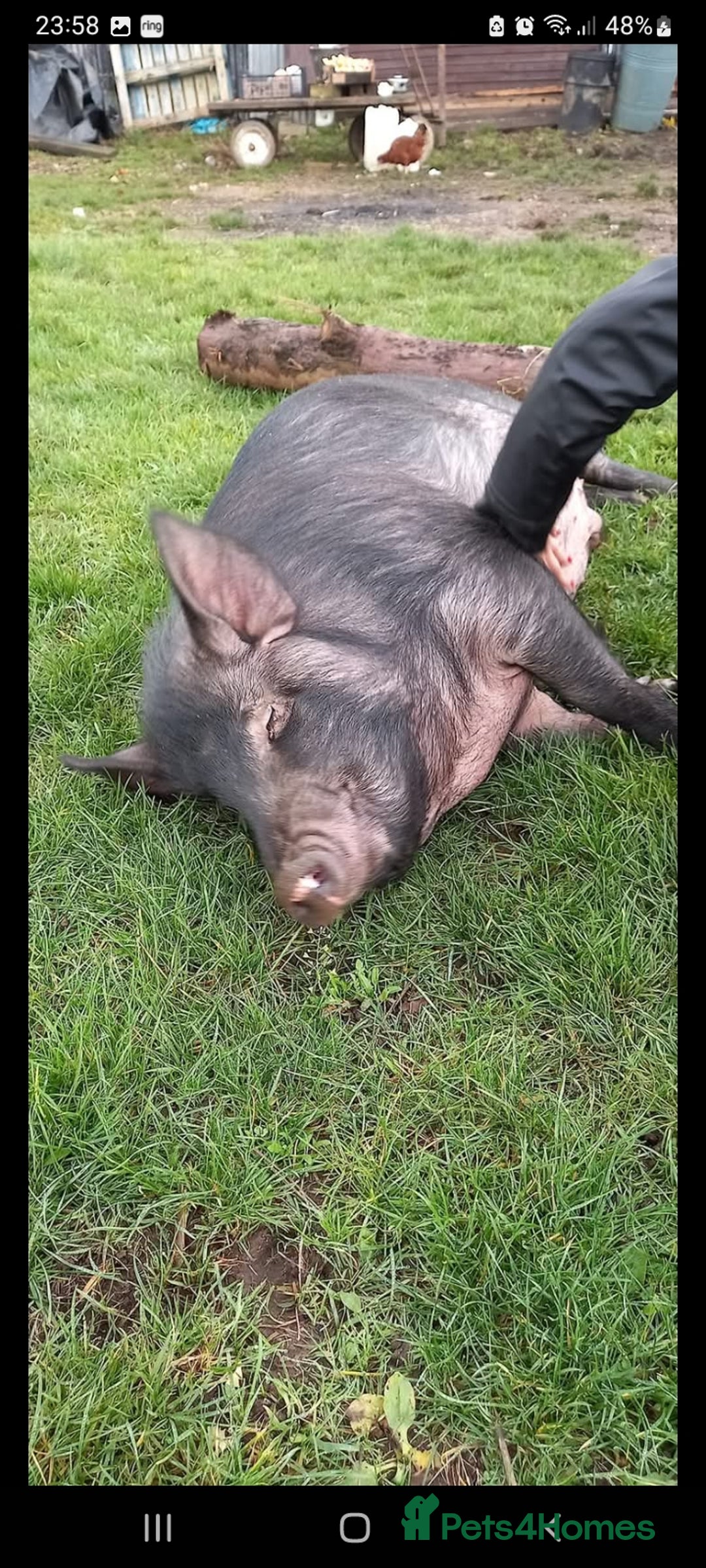 Pig livestock for sale: Ronnie and reggie  - Image 18