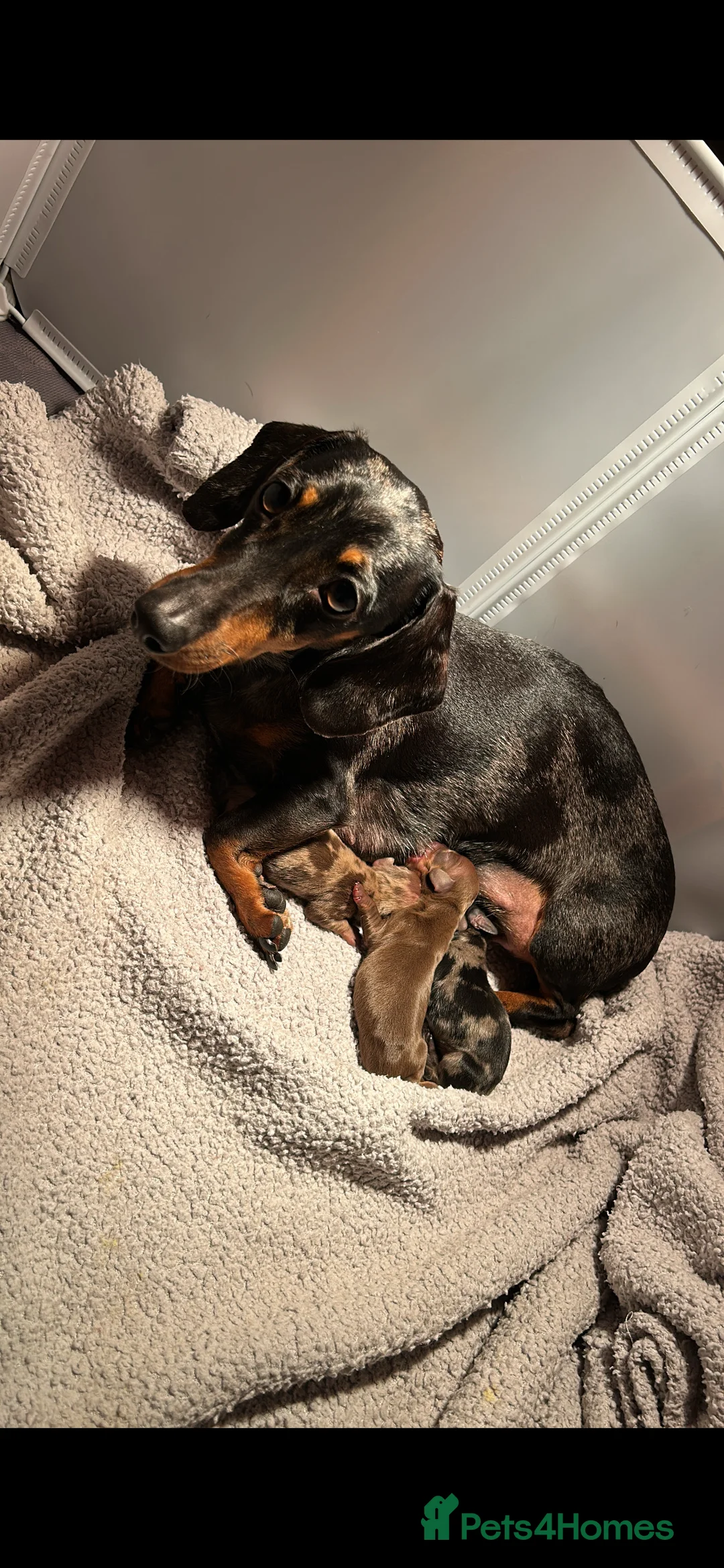 Miniature Dachshund dogs for stud: EXPERIENCED CHAMP 25 LINE MINI KC PRA CLEAR STUD in Manchester - Advert 5