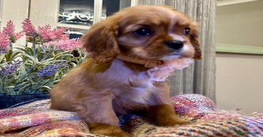 Cavalier King Charles Spaniel dogs - Advert 7
