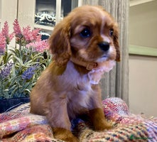 Cavalier King Charles Spaniel dogs - Advert 3