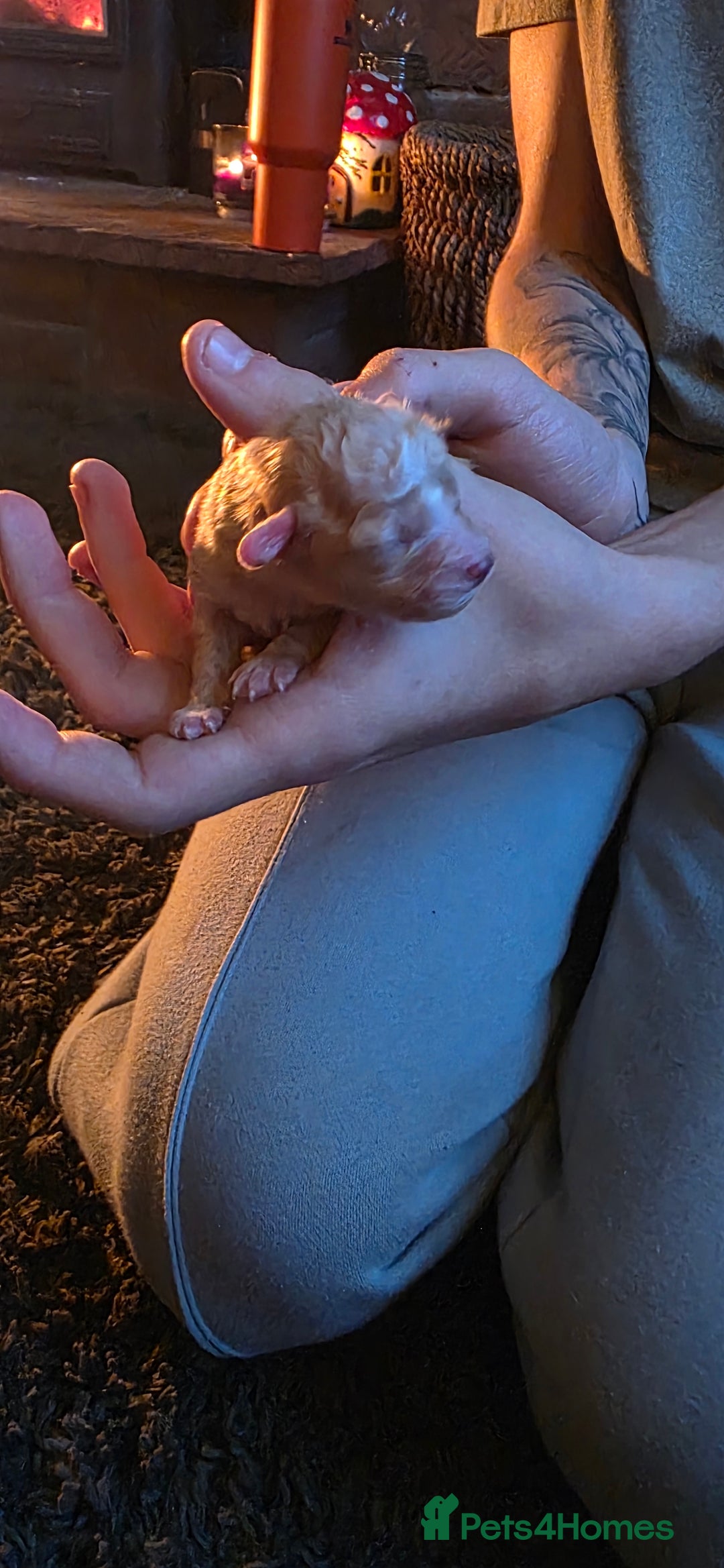 Cavapoo dogs for sale: Stunning miniature cavapoo - Advert 9