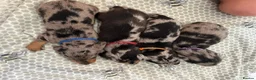 Miniature Dachshund dogs for sale: Each One Totally Unique! in Hartlepool - Advert 3