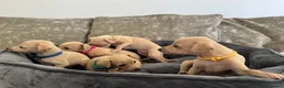 Italian Greyhound dogs for sale: 🏡 Italian greyhound puppies ready soon 🏡 - Advert 19