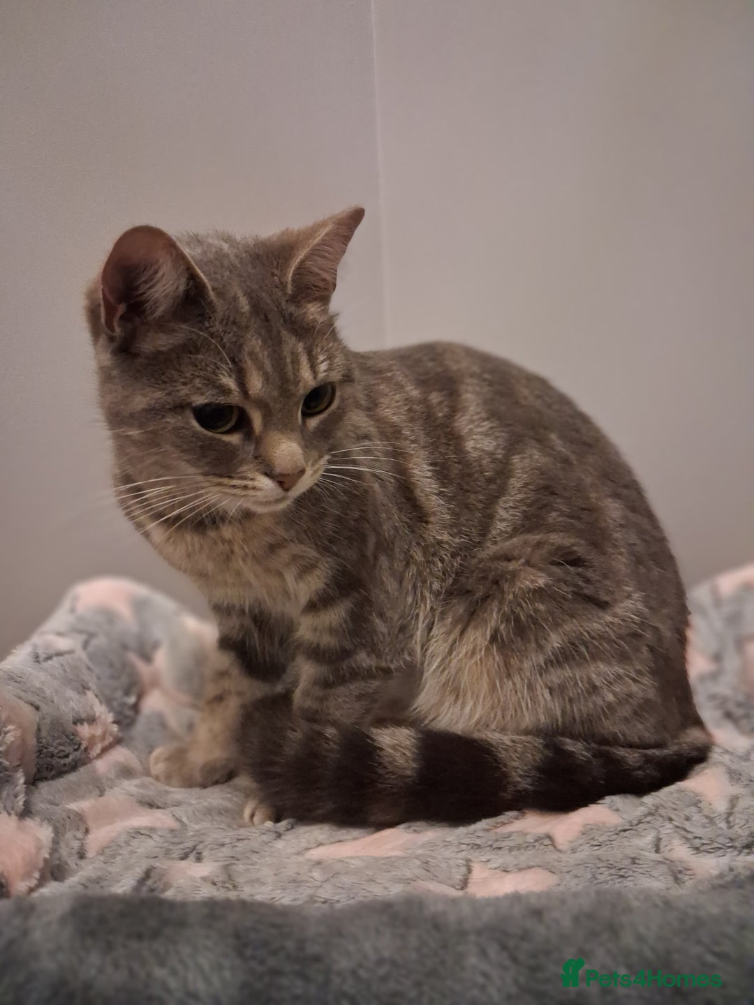 Domestic Shorthair cats for sale: Meet Luna - Advert 5