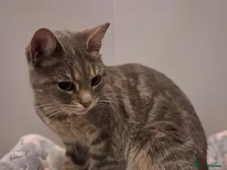 Domestic Shorthair cats Meet Luna - Advert 24