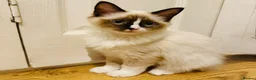 Ragdoll cats for sale: Ragdoll kittens  - Advert 14