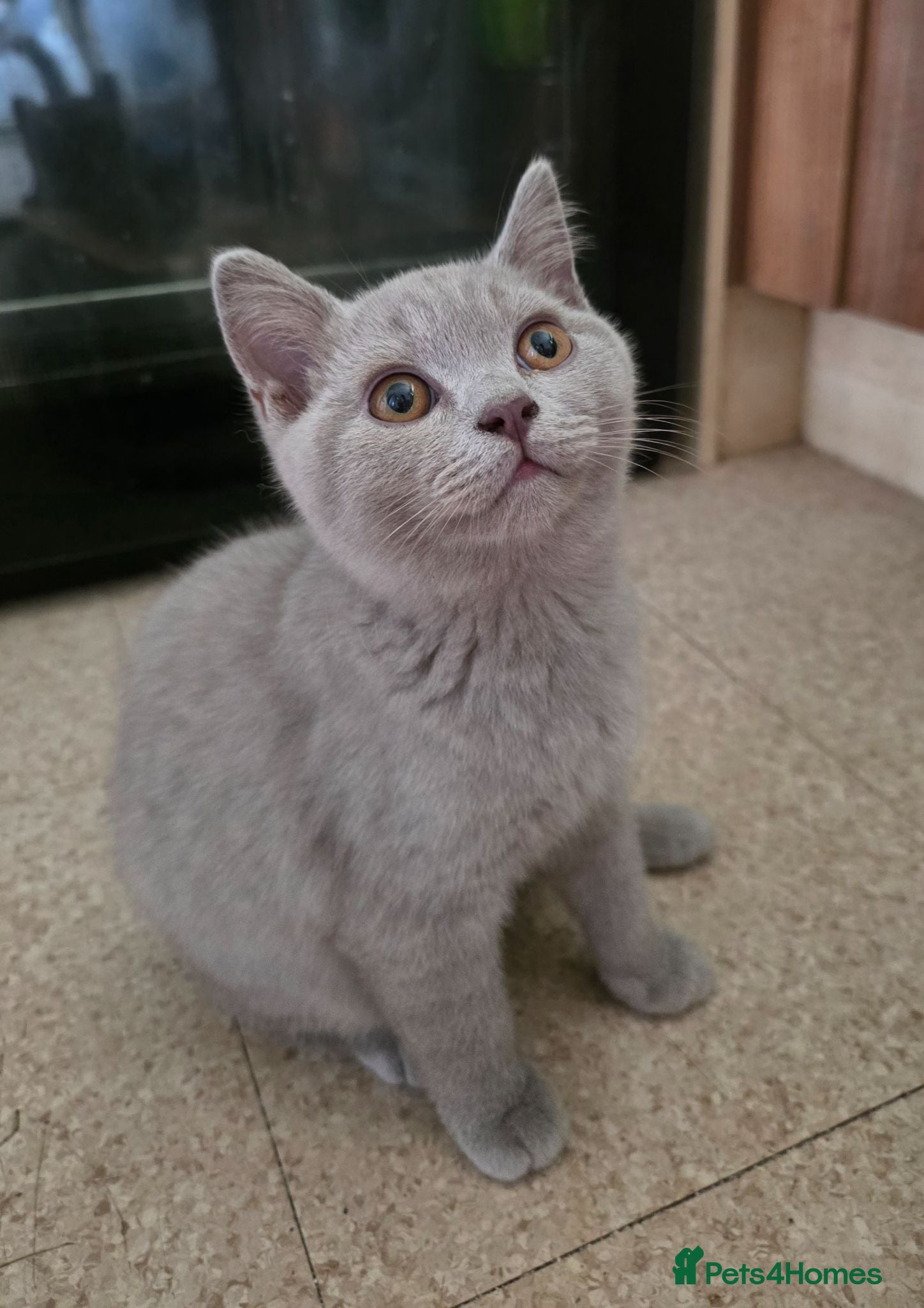British Shorthair cats GCCF registered beautiful kittens  - Advert 1