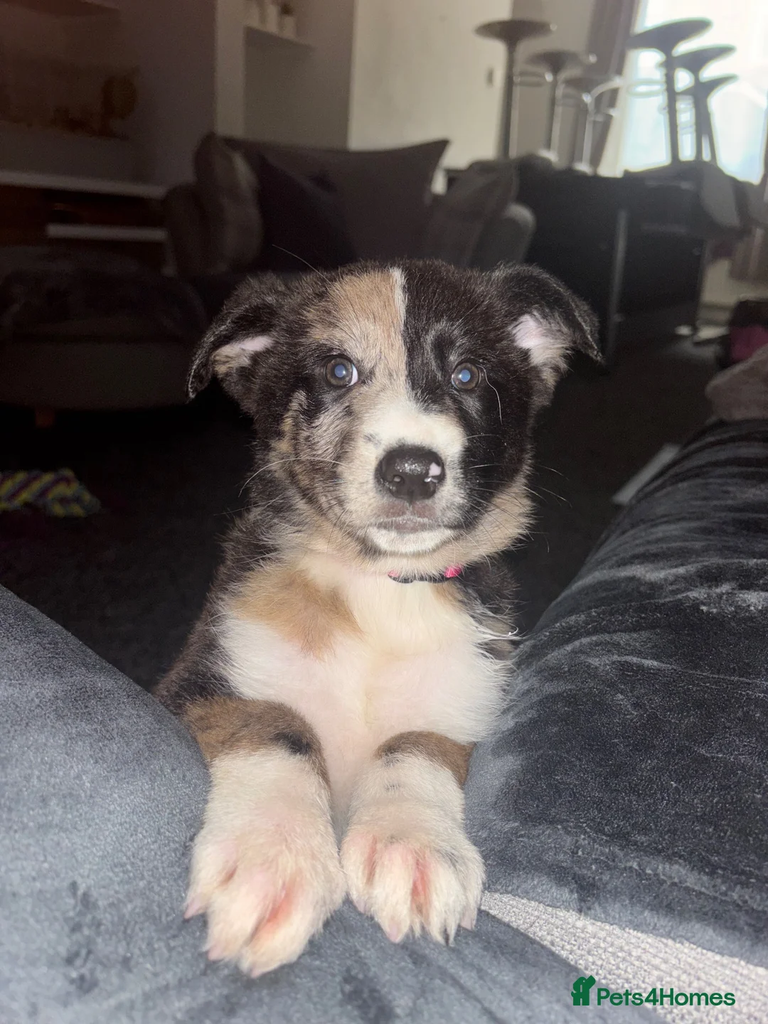 Mixed Breed dogs for sale: Malinios x Collie  - Advert 1