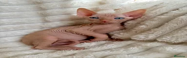 Sphynx 2