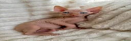 Sphynx cats for sale: 🐾 Beautiful Sphynx Kittens – Raised With Love 🐾 - Advert 26