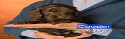 Cockapoo dogs for sale: Stunning cockapoo puppies for sale - Advert 15