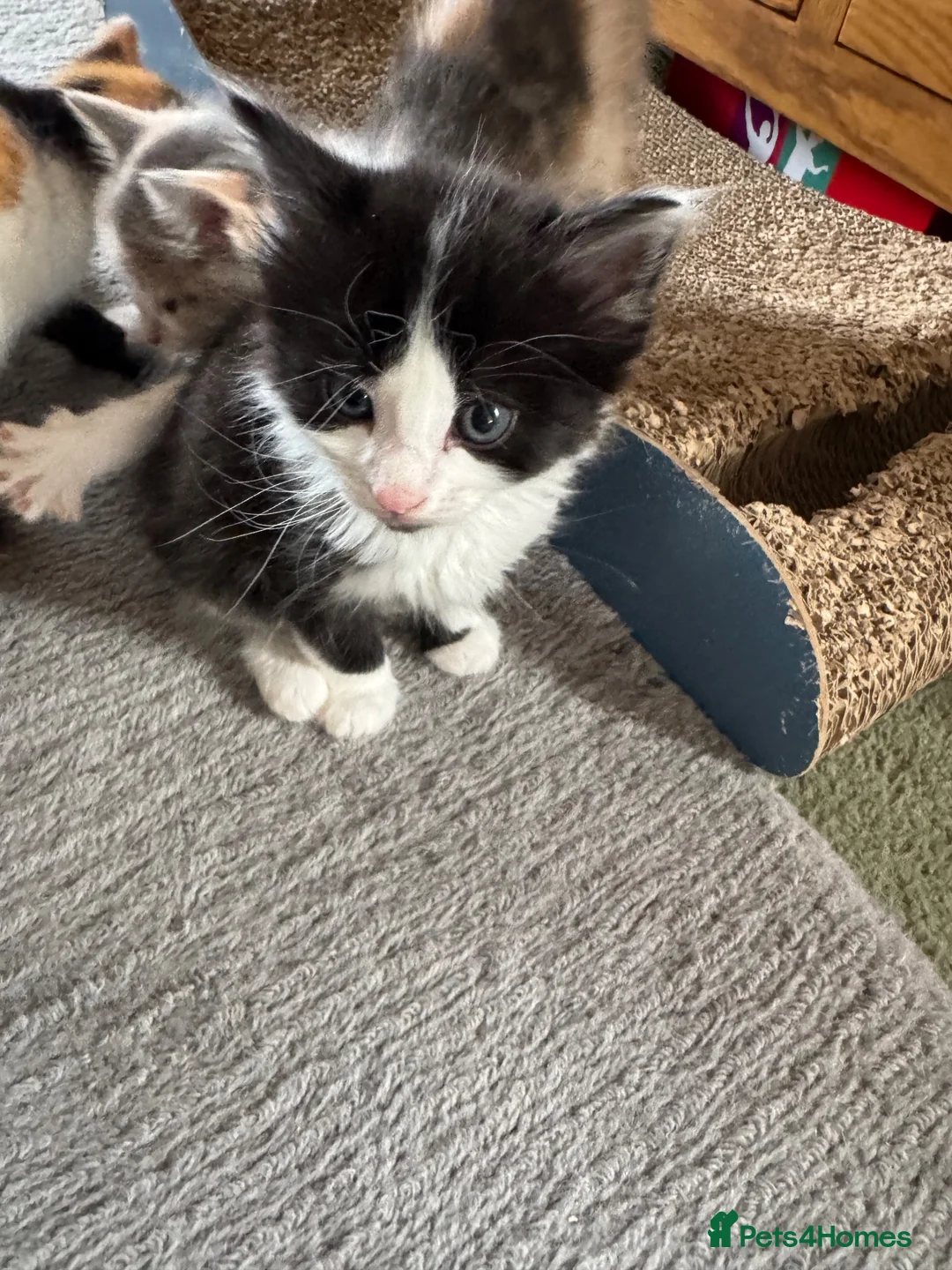 Mixed Breed cats for sale: Mixed kittens  - Advert 2