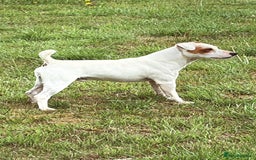 Jack Russell dogs for sale: Jack Russell puppies *SHORT LEGGED* - Advert 17