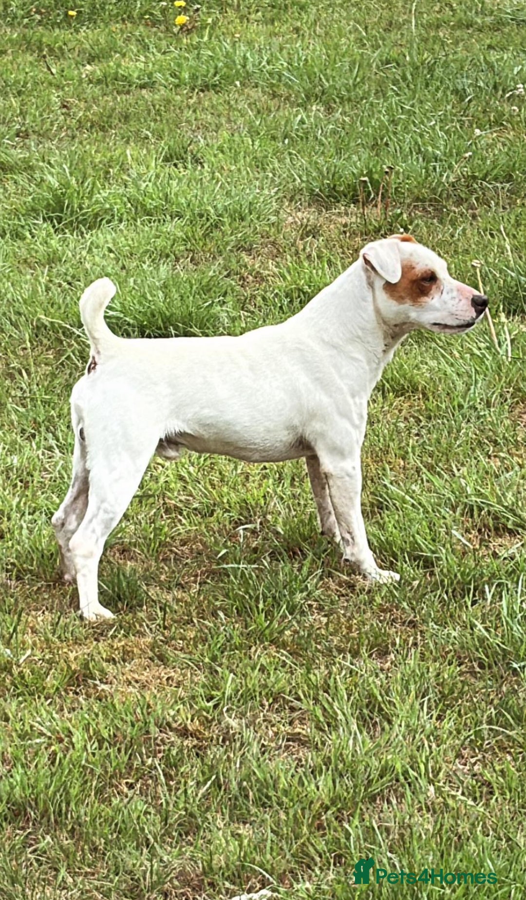 Jack Russell dogs for sale: Jack Russell puppies *SHORT LEGGED* - Advert 17