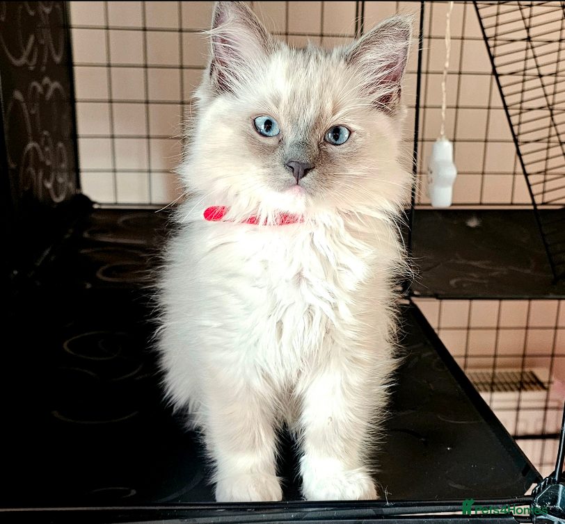 Ragdoll cats Ragdoll kittens bluepoint mitted  - Advert 1