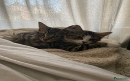 American Bobtail cats for sale: 5-6 month old cat looking for new home. - Image 3