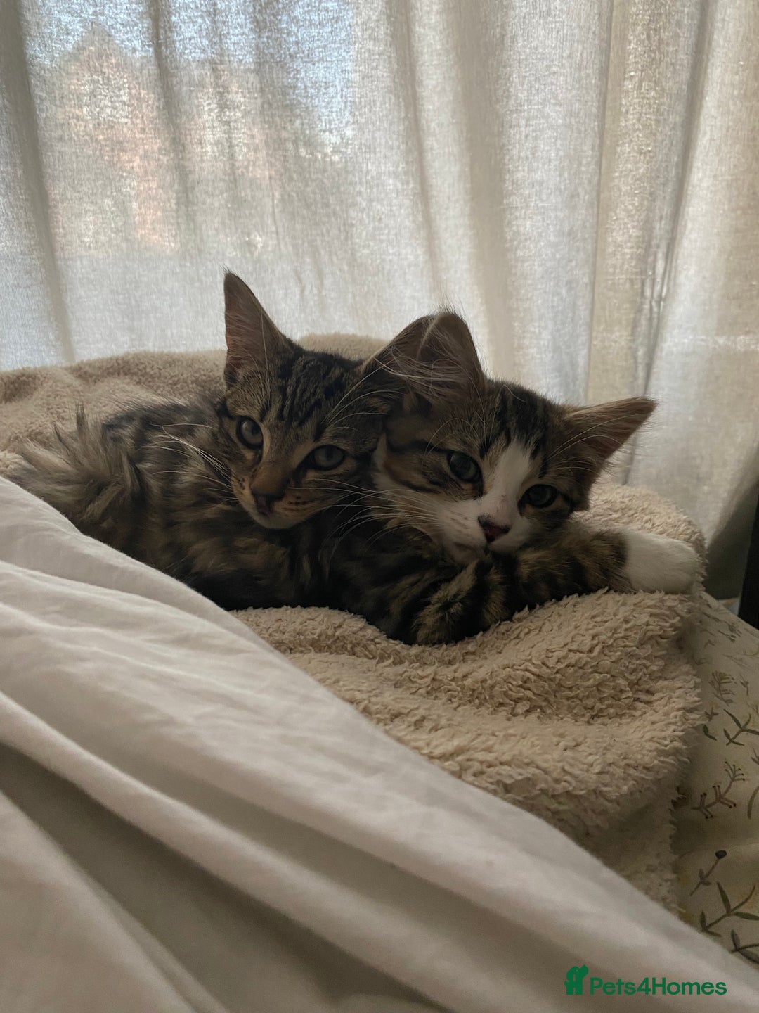American Bobtail cats for sale: 5-6 month old cat looking for new home. - Image 3