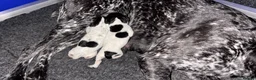 German Shorthaired Pointer dogs for sale: German Shorthaired Pointer - Advert 10
