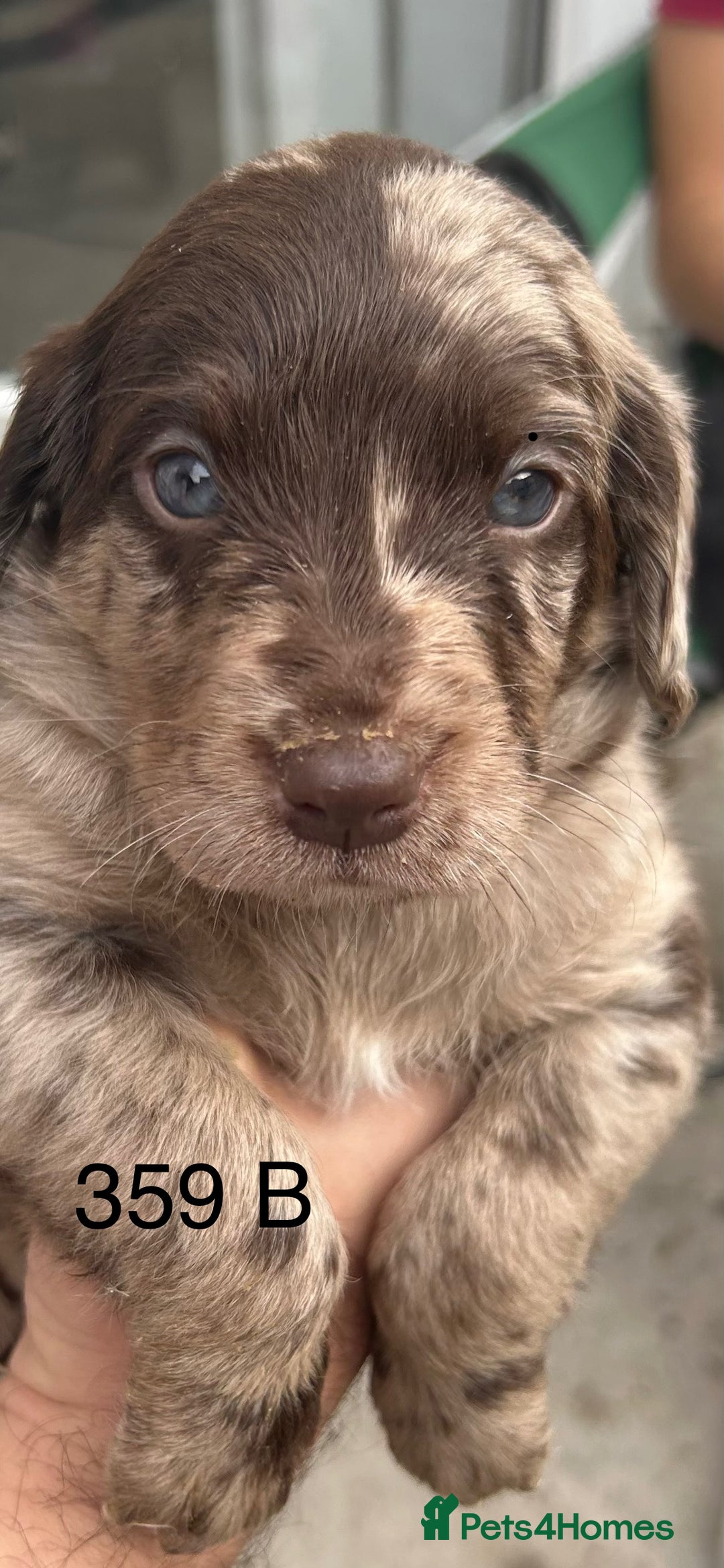 Labradoodle dogs for sale: 7 beautiful Labradoodle puppies available  - Image 24