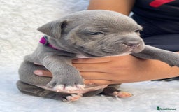 Staffordshire Bull Terrier dogs for sale: SIMPLY STUNNING COI 5.8% - Image 4