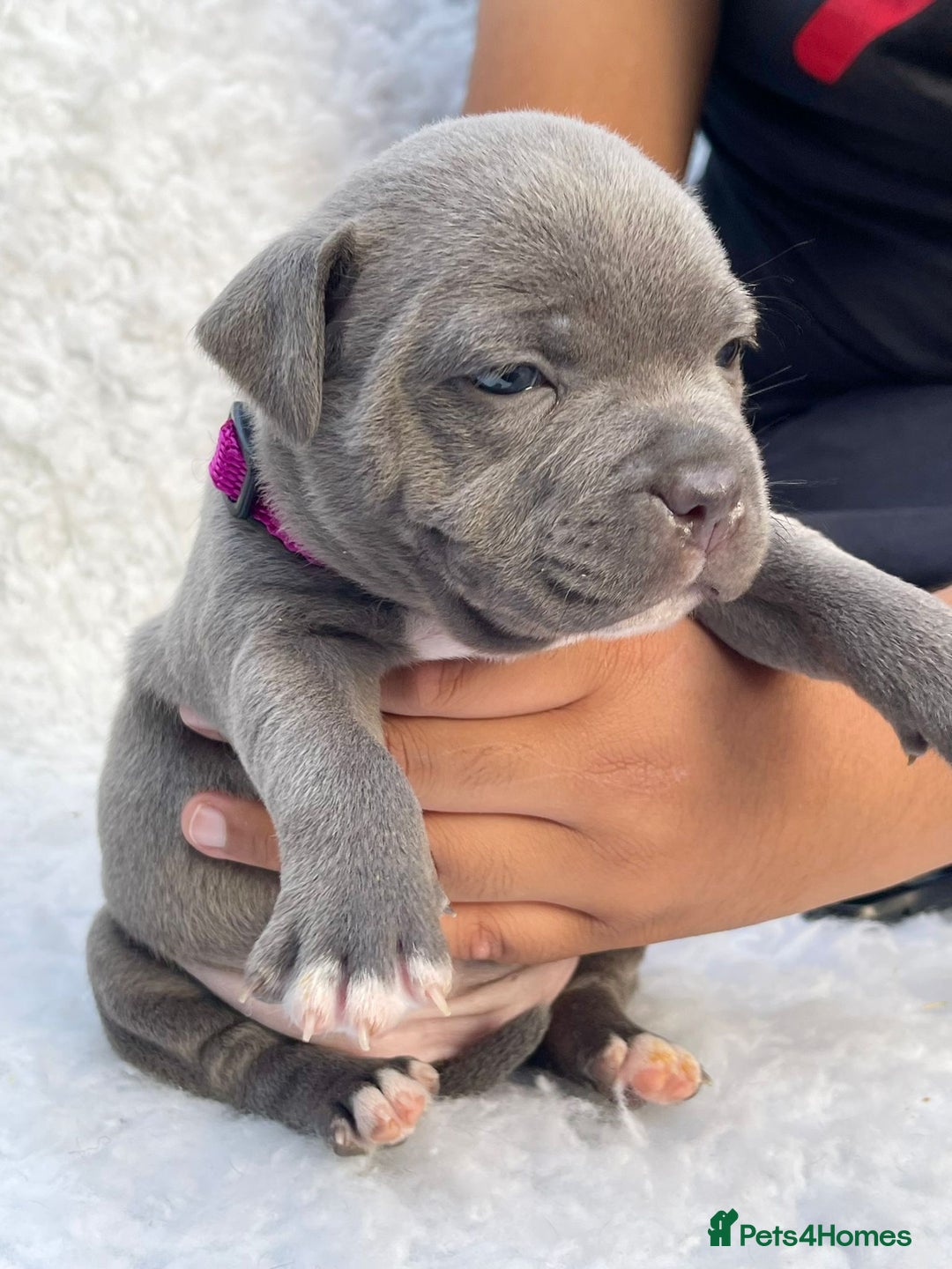 Staffordshire Bull Terrier dogs for sale: SIMPLY STUNNING COI 5.8% - Image 4