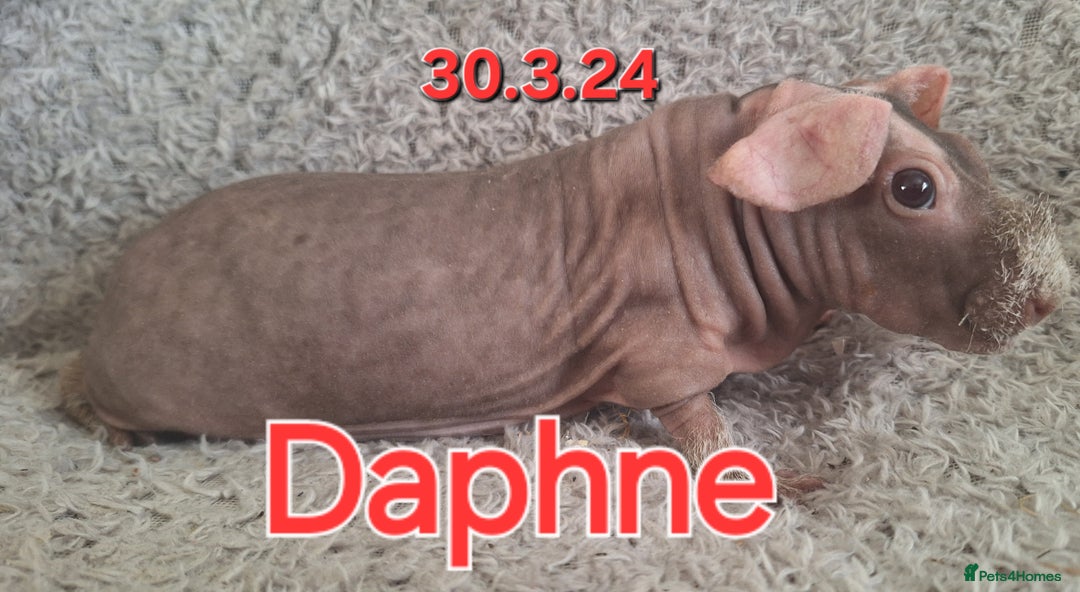 Guinea Pig rodents for sale: Skinny sow girl guinea pigs - Advert 2