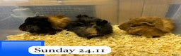 Guinea Pig rodents for sale: Gorgeous baby male guinea pig ready 12 January - Advert 2