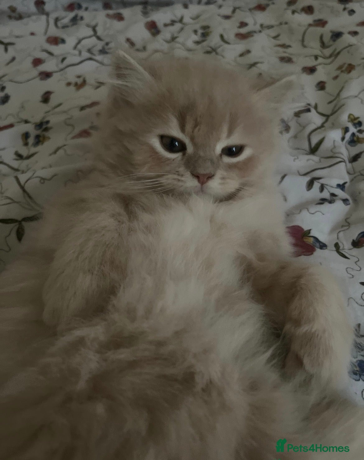 British Longhair cats Beautiful Creamy Male Kitten 💛 - Advert 6