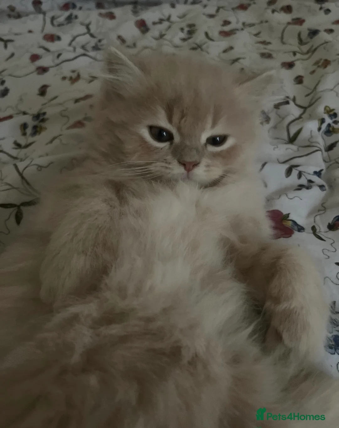 British Longhair cats for sale: Beautiful Creamy Male Kitten 💛 - Advert 1