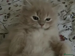 British Longhair cats Beautiful Creamy Male Kitten 💛 - Advert 6