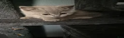 Mixed Breed cats for sale: British Shorthair X Ragdoll kittens  in Altrincham - Advert 13