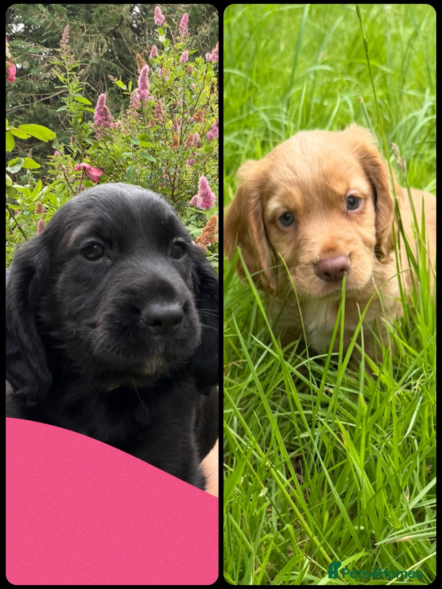 Cocker Spaniel dogs KC Registered Working Cocker Spaniels - Advert 1