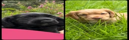 Cocker Spaniel dogs for sale: KC Registered Working Cocker Spaniels - Advert 11