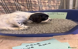 Cocker Spaniel dogs for sale: Two cocker spaniel litters for sale - Image 27