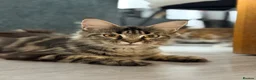Maine Coon cats for sale: ❤️ Maine Coon kittens TICA registered ❤️ - Advert 13