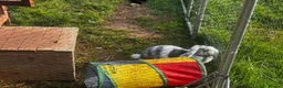 Mixed Breed rabbits for sale: X3 rabbits  - Advert 7