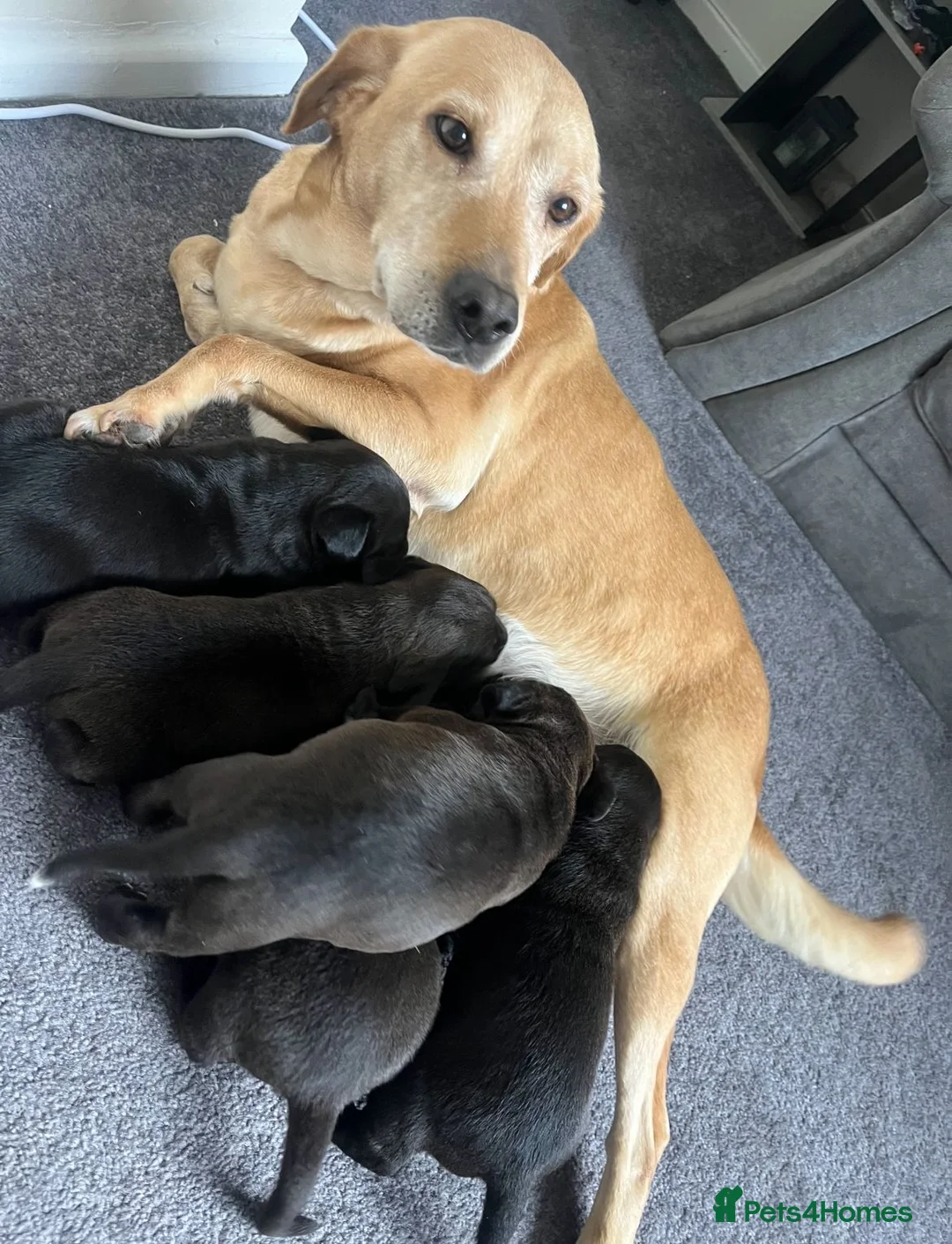 Mixed Breed dogs for sale: Beautiful stuffy cross labs in Shrewsbury - Advert 1